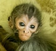 Qu'est-ce que Mirabel(Mirabel)