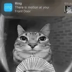 Motion Cat. (MOtionCat) converter and calculator