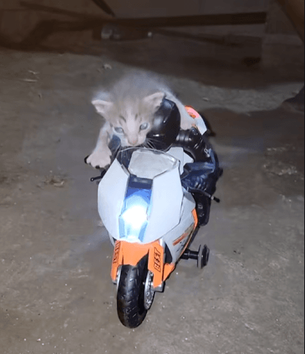 motorkitty