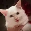 Mr Mayonnaise the Cat (MAYO) converter and calculator