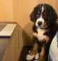 What is Mr Waffles Dudley(Waffles)