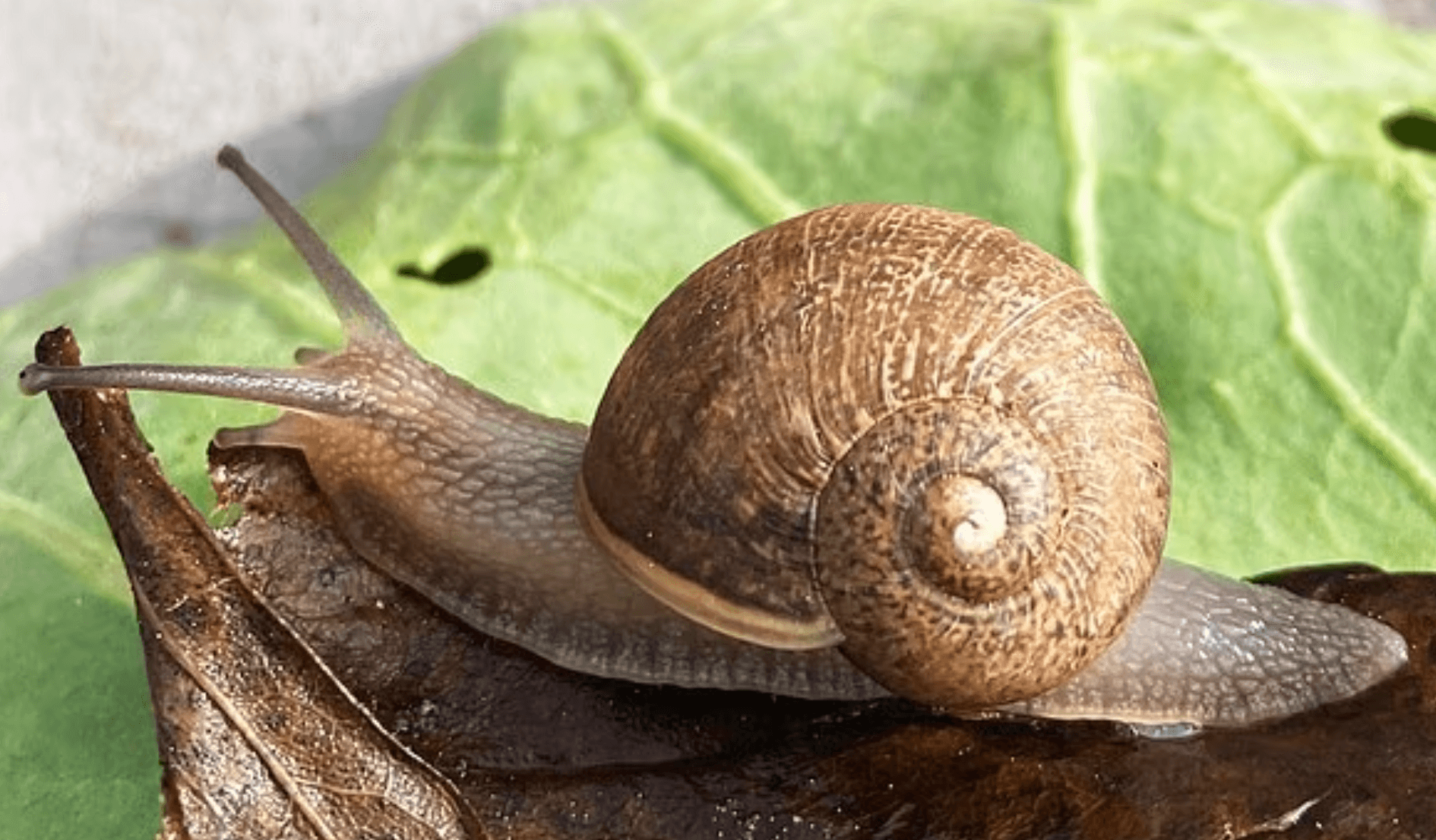 Precio de Ned The Snail