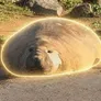 Neil the Seal