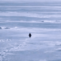 Что такое Nietzschean Penguin(PENGUIN)