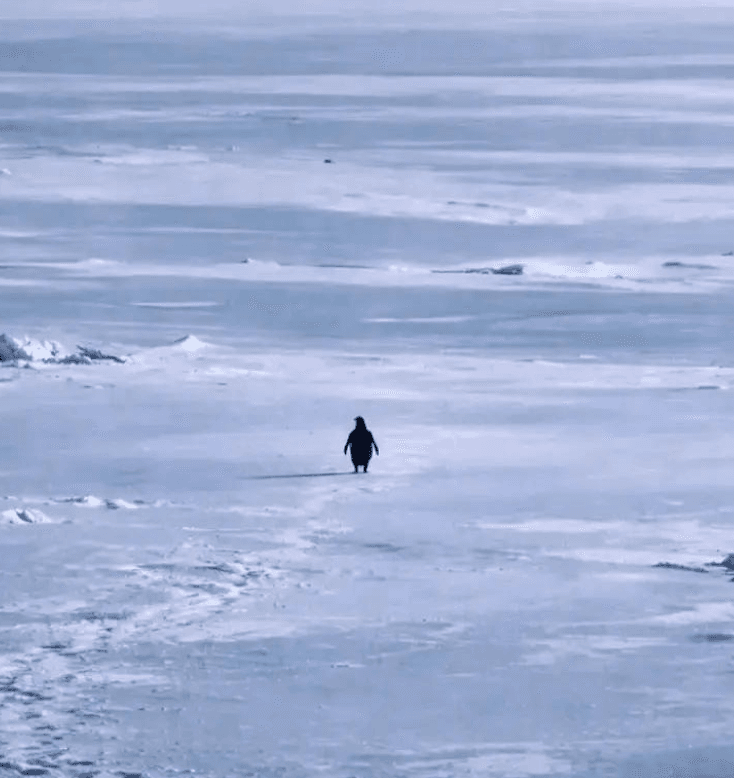 Czym jest Nietzschean Penguin(PENGUIN)