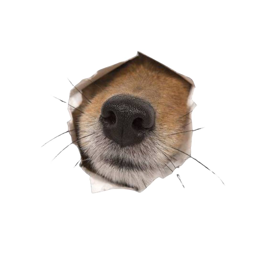 What is nose(nose)