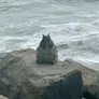 obese squirrel