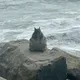 obese squirrel Narxi
