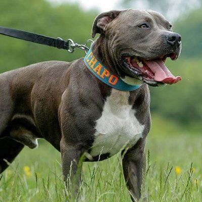 سعر Official X Dog
