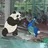PandaCock