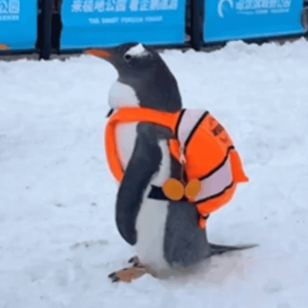 penguin wif backpack 价格