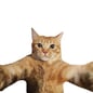 Wie verkauft man Photobomb Cat (Snapcat)