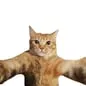 Photobomb Cat(Snapcat)轉換器與計算器