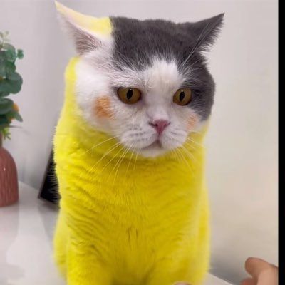 Цена picatcumeow