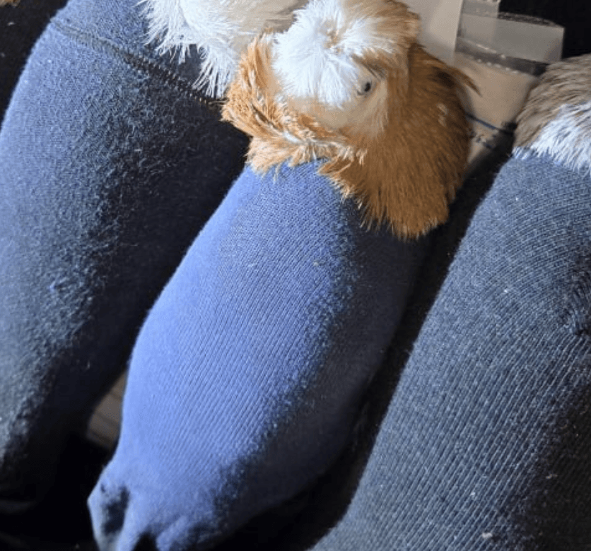 什么是 Pigeon In Sock(PIS)