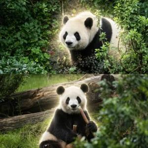 Czym jest PingPingand FuShuang(和平熊猫)