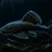 pleco