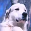Preço de Pnut's Dog