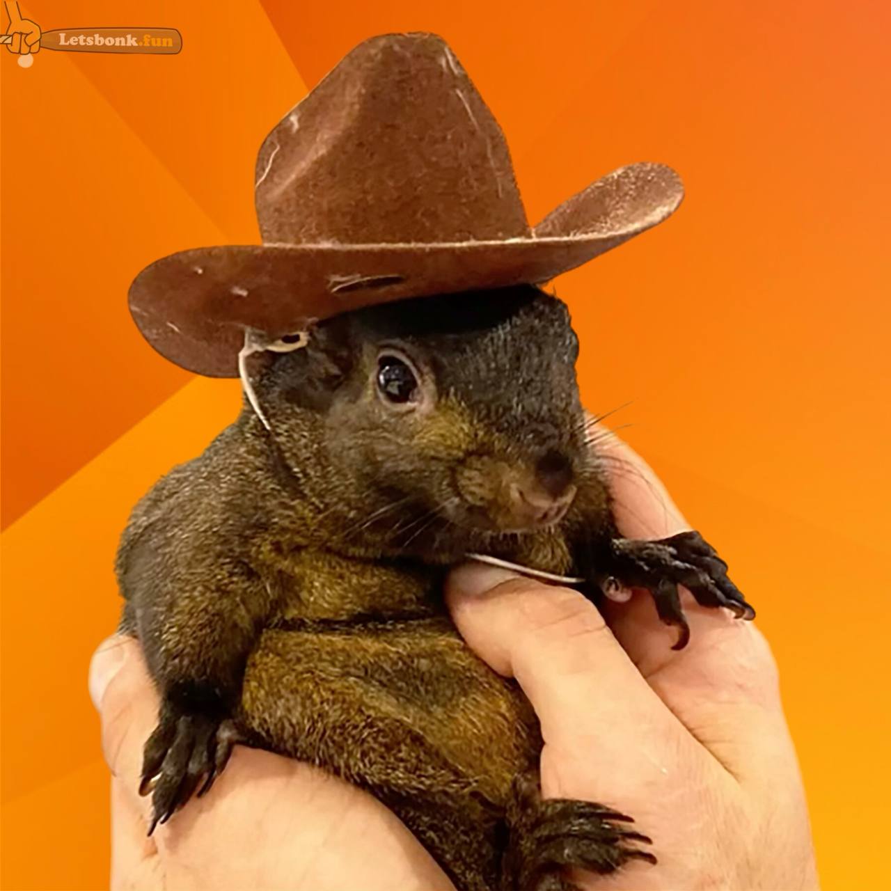 Preço de Pnut the Squirrel