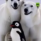 Polar Bears (POLARBEARS) converter and calculator