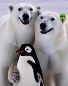 Preço de Polar Bears