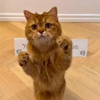 Convertitore e calcolatore di QuantCat (QUANTCAT)