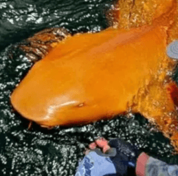Як продати Rare Orange Shark (CREAMSICLE)