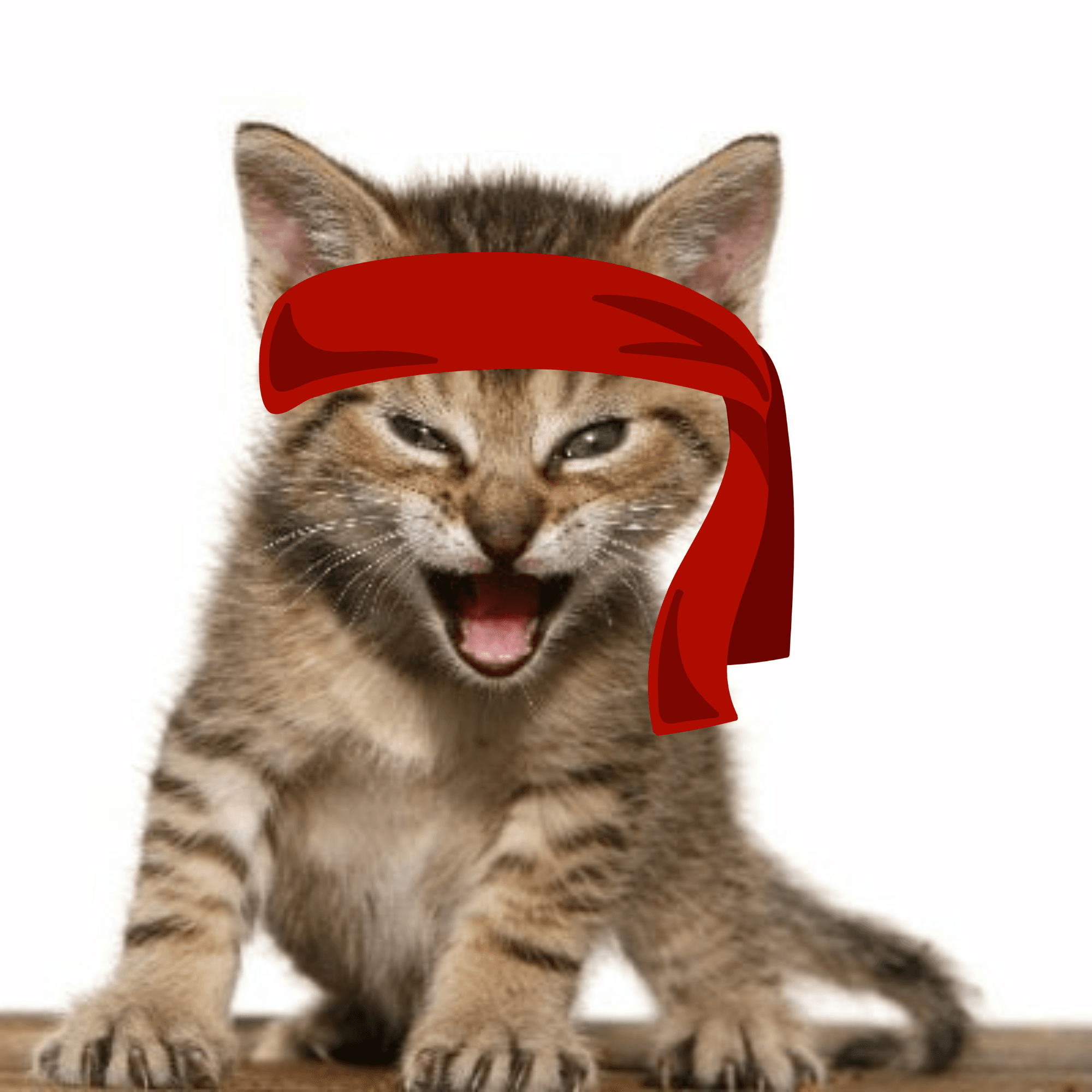 Qu'est-ce que Red Kitten Crew(RKC)