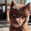 Red Siberian Husky price