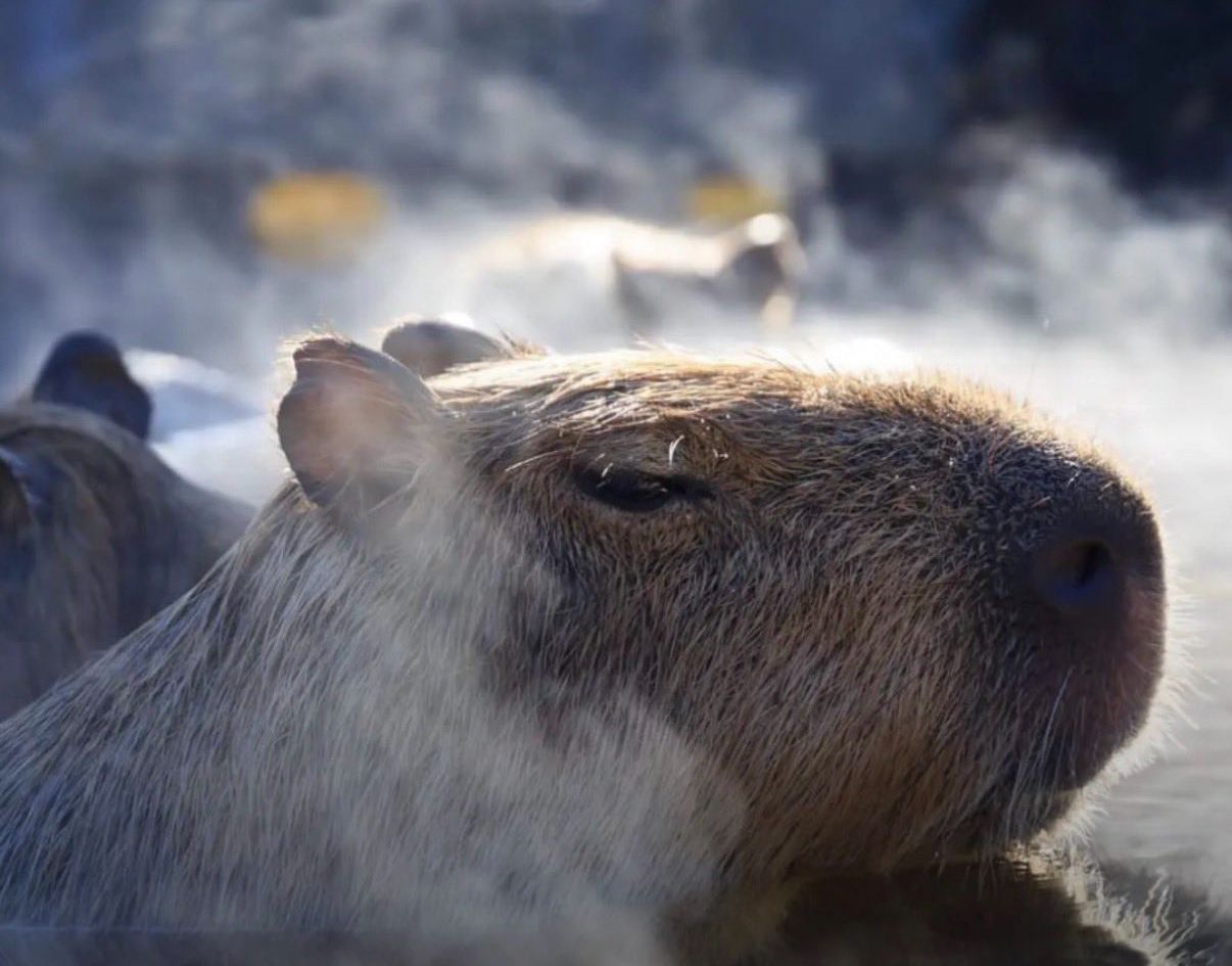 Relaxed Capybara(Prune) nima
