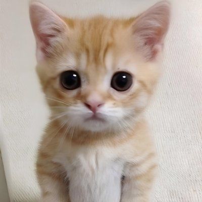 Precio de Rue Cat