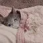 أداة تحويل وحاسبة عملة SadCat (SAD)