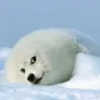 seal doge