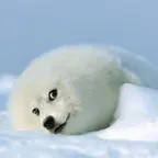 seal doge(soge)轉換器與計算器