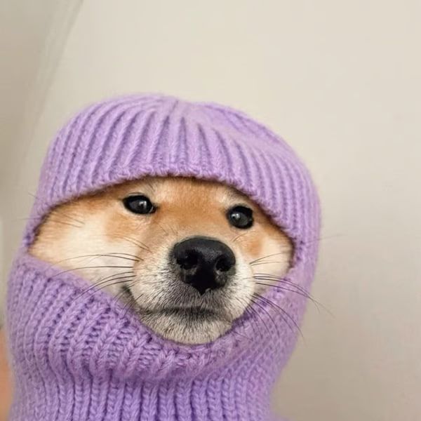 什么是 shiesty dog(shiesty)