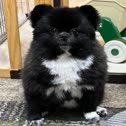 Harga Shigaraki Tanuki
