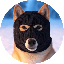 Cena Ski Musk Doge