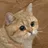 Starecat