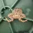 Stepfrog