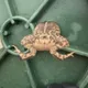 Cena Stepfrog