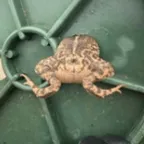 Konwerter i kalkulator Stepfrog (Stepfrog)