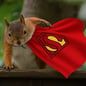 سعر Supernut