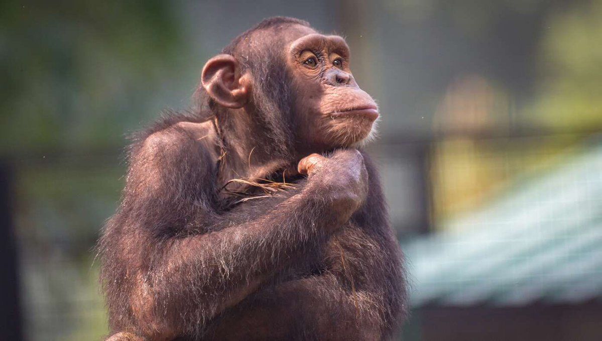 Цена The Autistic Chimpanzee