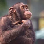 Convertitore e calcolatore di The Autistic Chimpanzee (HANK)