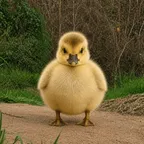 Konverter dan kalkulator The Chubby Gosling (CHUBBYGOSLING)