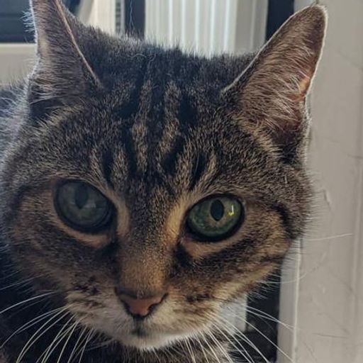 What is The Democat(Leo)