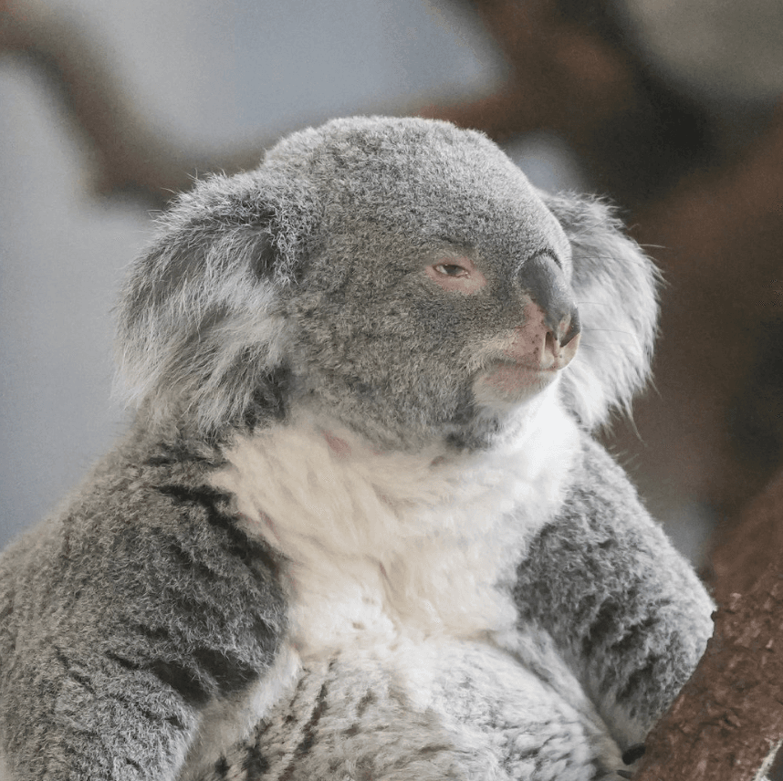 Cena The Dignified Koala
