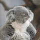 Harga The Dignified Koala