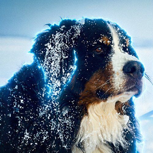 Ціна The Frozen Hero