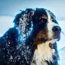 The Frozen Hero